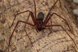 Adult Recluse Spider photo