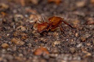 Adult Yellow Turtle Ant photo
