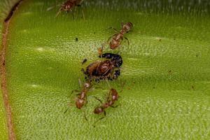 Adult Cecropia Ants on a Cecropia trunk photo