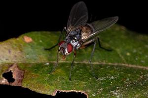 Adult Bristle Fly