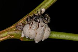 interacción entre las hormigas carpinteras y los insectos de escamas foto