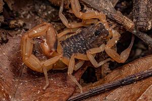 Adult Female Brazilian Yellow Scorpion photo