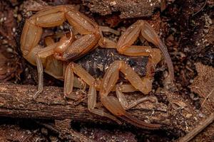 Adult Female Brazilian Yellow Scorpion photo