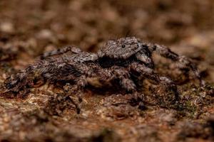 adult male jumping spider photo