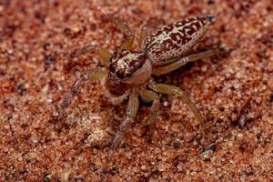 Female Adult Jumping Spider photo