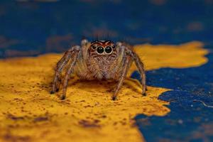 Adult Female Jumping Spider photo