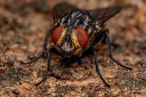 Adult Flesh Fly photo