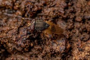 Adult Pegleg Fly photo