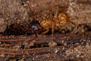 hormiga carpintera hembra adulta foto