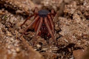 Adult Ground Spider photo