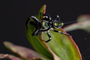 Small Male Jumping Spider photo