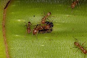 hormigas cecropia adultas en un tronco de cecropia foto