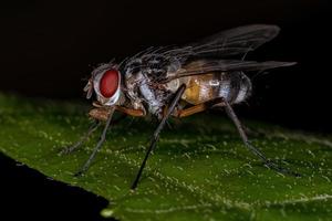 Adult Bristle Fly