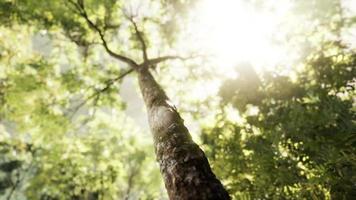 rayons de soleil éclatant dans une forêt brumeuse video