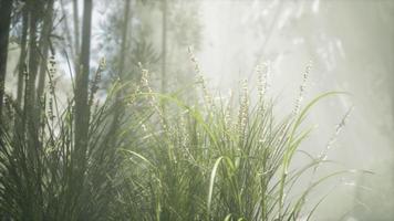 Grass flower field with soft sunlight for background. video