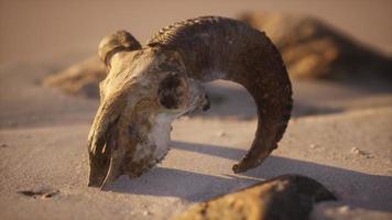 schedel met ramshoorns op het strand video