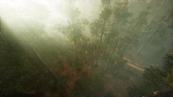 Drone breaking through the fog to show redwood and pine tree video