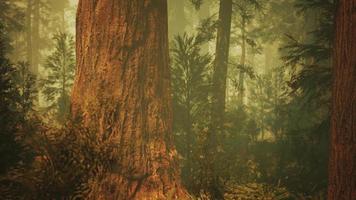 lus gigantische sequoia bomen in de zomer in sequoia nationaal park, californië video