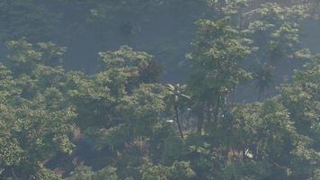 paesaggio della foresta pluviale della giungla coperto di nebbia video