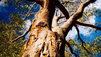 Eukalyptus im roten Zentrum Australiens video