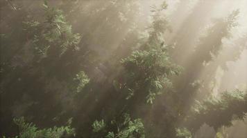 aerial sunrays in forest with fog video