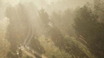 estrada de terra através da floresta decídua no nevoeiro