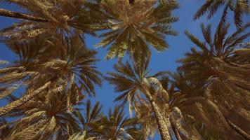 palmer på blå himmel bakgrund video