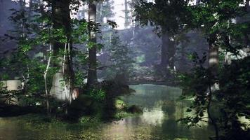 lever du soleil avec des rayons de soleil à travers la forêt au bord du lac video