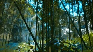 bosque de bambú asiático con luz solar video