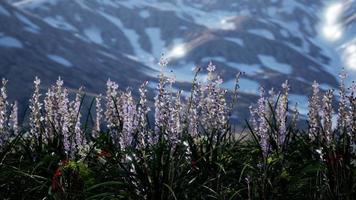 Lavender field with blue sky and mountain cover with snow video