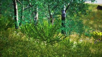 grass field and forest trees video