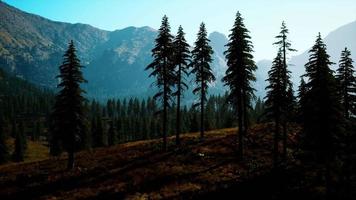 vista aérea sobre la cordillera con bosque de pinos en baviera video