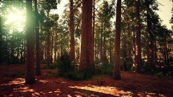 De célèbres grands séquoias se tiennent dans le parc national de séquoia video