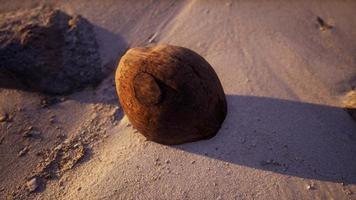 noix de coco brune sur le sable de la plage video