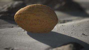 Desert melon on the sand beach video