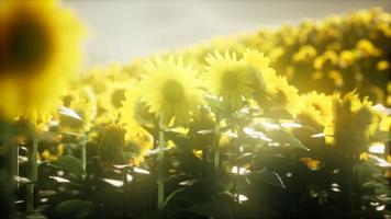 Sunflower field on a warm summer evening video