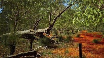 australian bush with trees on red sand video