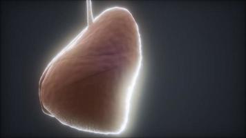 loop 3d rendered medically accurate animation of the human lung video