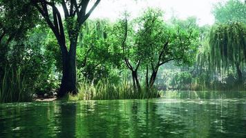 pond of city Central Park in summer day video