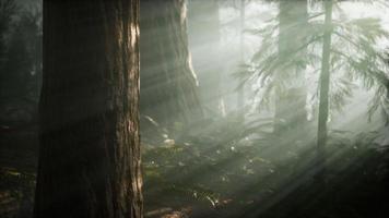 ochtend met mist in sequoia nationaal park video