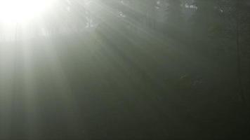 forêt dans la brume matinale d'automne video