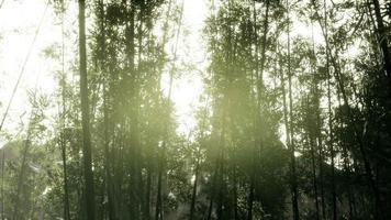 bosquet de bambous arashiyama calme et venteux