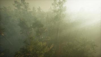 Drone breaking through the fog to show redwood and pine tree video