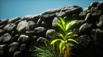 mur d'herbe et de pierre dans la campagne du nord de l'angleterre video