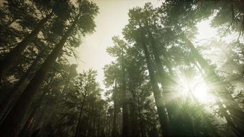 Redwood Forest Foggy Sunset Scenery video