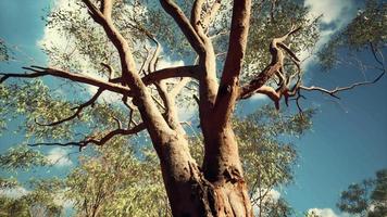 Eukalyptus im roten Zentrum Australiens video