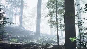 floresta de silhueta ensolarada com raios de sol através do nevoeiro
