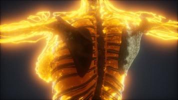 animación colorida del cuerpo humano que muestra huesos y órganos video