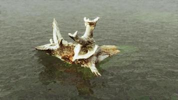 ramas de árboles muertos en el agua con niebla video