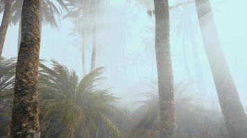 palmeras de coco en la niebla profunda de la mañana video